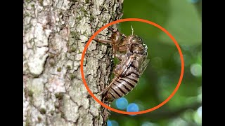 Hieroglyphic Cicadas Singing in Brendan T Byrne park in New Jersey