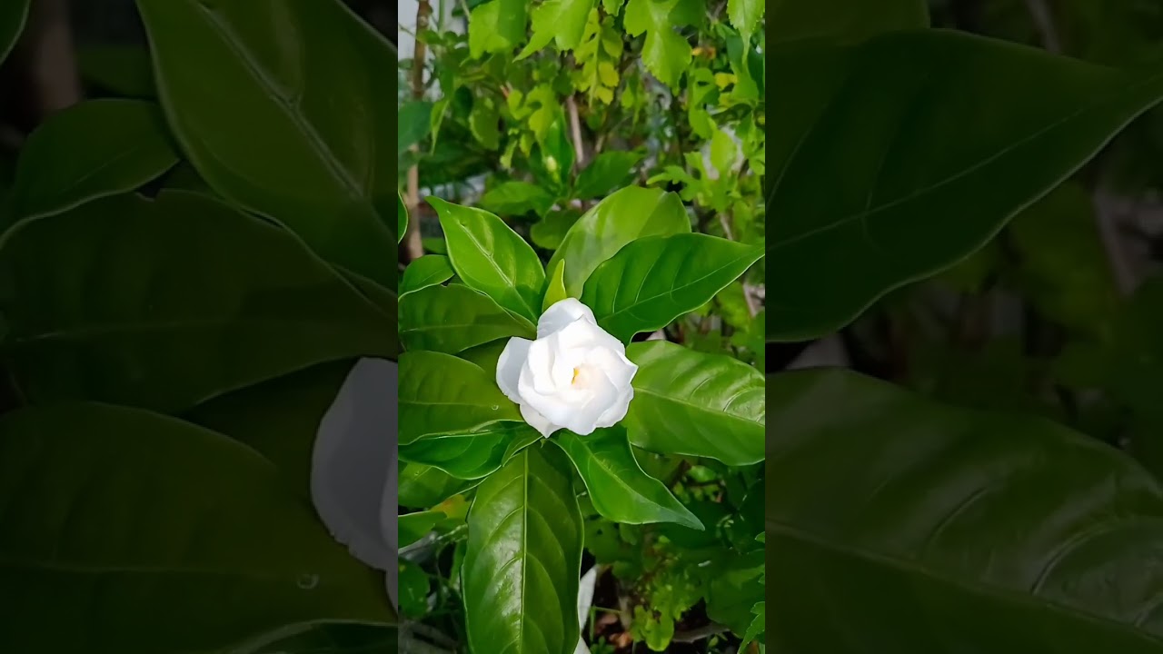 tagar flower// crape jasmine plant// shorts