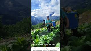 Donkey-Powered Spraying – Traditional Farming at Its Best 🐴🧑‍🌾