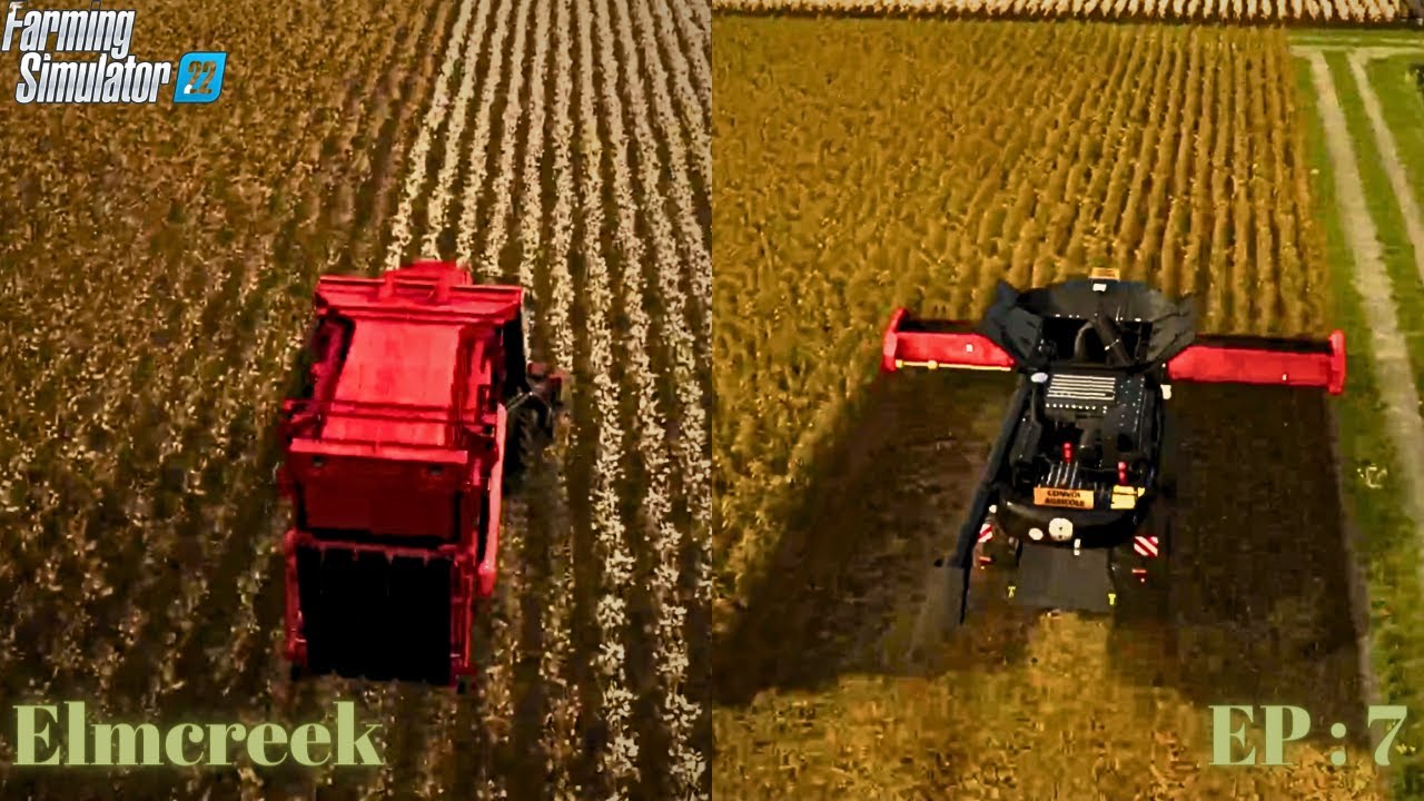 Sell Eggs Worth 1.5 Million Harvest Cotton & Sunflower Farming