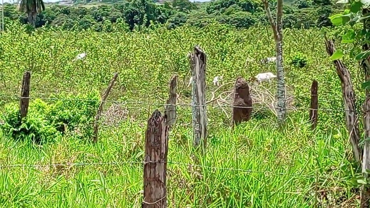 Fazenda cheia de Bodes, estradas do Nordeste 