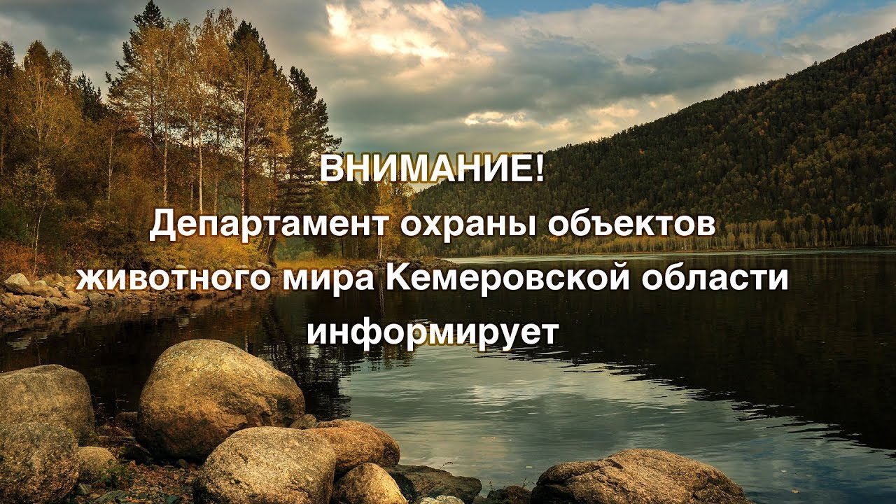 департамент по охране объектов животного кемеровской. фото депутатов топкинского муниципального района. департамент охраны объектов животного мира кемеровской области. сайт департамента животного мира кузбасса. департамент по охране объектов животного кемеровской.