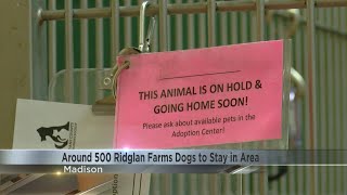 Dane County Humane Society and partners prepare care for Ridglan Farms beagles before adoption