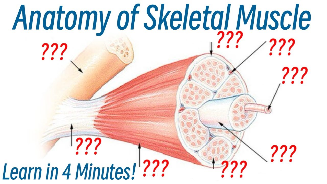 Anatomy of Skeletal Muscle Explained in Simple Terms - YouTube