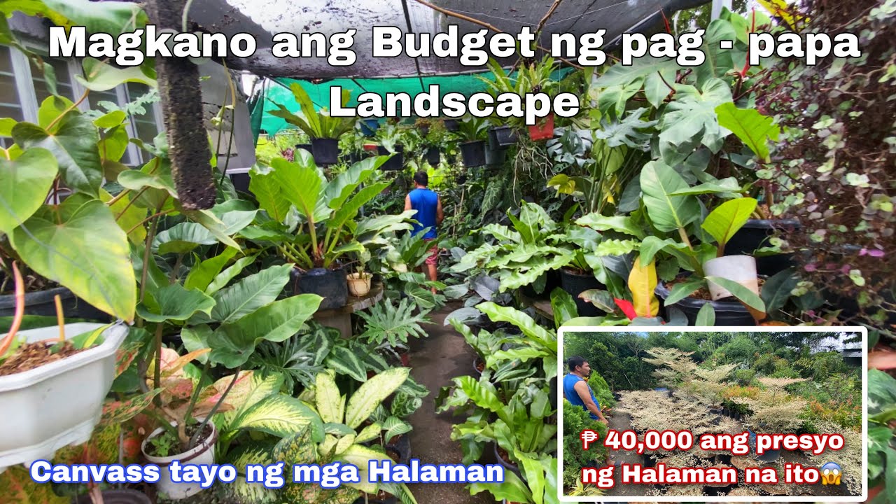 Mag-kano ang mag pa landscape / canvass tayo ng mga halaman para sa ating garden