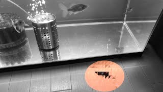 金魚が水槽から飛び出して Youtube