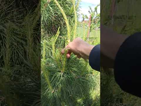 Video: Smreka - šta je to? Spruce tree. Četinari (fotografija)