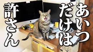 永遠のライバル「掃除機」の登場で猫達もてんやわんや！