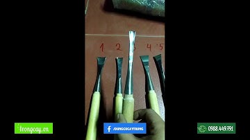 Mua đục cao cấp Đài Loan , Mua đục làm lũa cây  bonsai Ở Đâu