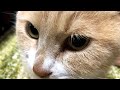 だいちゃんは窓の外に何を見てるの？【猫日記こむぎ＆だいず】