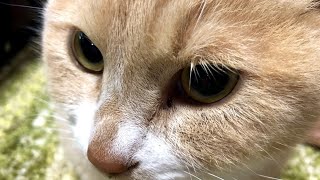 だいちゃんは窓の外に何を見てるの?【猫日記こむぎ＆だいず】