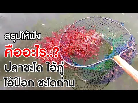 สรุปให้ฟัง ปลาชะโด ไอ้ภู่ ไอ้ป๊อก ชะโดถ่าน คืออะไร?