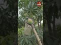🥭 आम तोड़ने का कमाल का देसी जुगाड़ 😱 | Amazing Mango Harvest Machine #shorts
