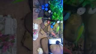 FishCare my fish care videos #Goldfish #FishingHacks
