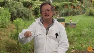 Varroa Mite Treatment Duration in Australia