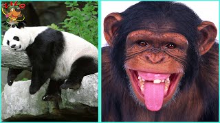 Panda And Friends In Real Life. All Character Zilo Cartoons