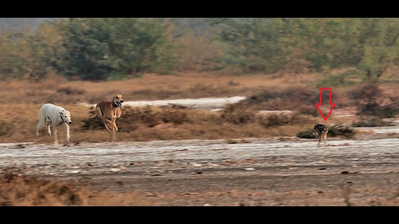 Khargosh ka Shikar 2021 |  Greyhounds vs Hares P 3 Lillah 2021 | Rabbit Hunting with greyhounds