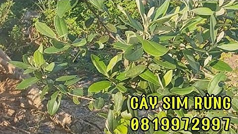 Cây sim rừng sỉ lẻ nhiều phân khúc từ 25 cm đến loại cây to làm cảnh bon sai sân vườn/0819972997