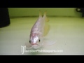 Short bodied jardini arowana  imperial arowana  monsterfishkeeperscom  quality