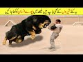 دنیا کے 10 سب سے بڑے اور خطرناک کتے Biggest Dogs In The World Facts In Urdu 