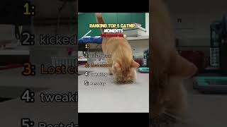 Whhy they love it so much?😭 #ranking #cat #usa #funny #pets
