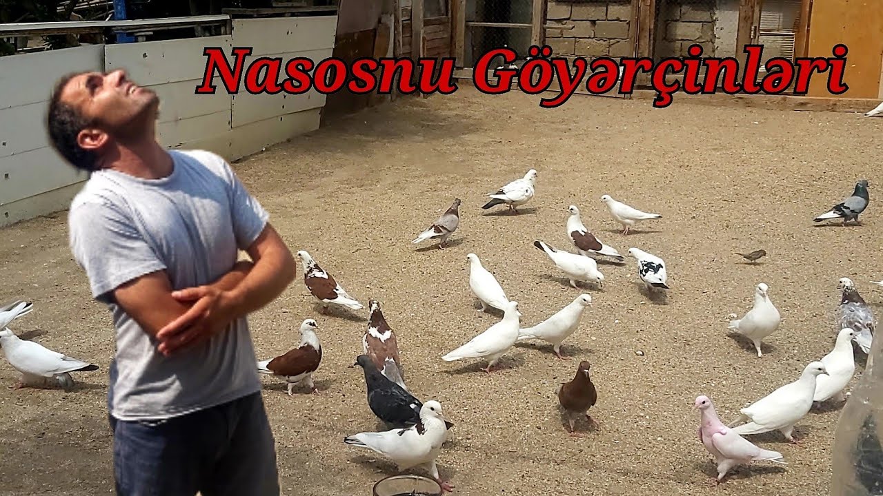 Nasosnu  Musfiqin Goyercinleri 