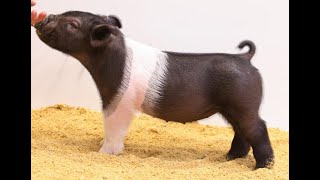 35-3 cross gilt Guide