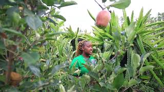 Taking care of Wambugu Apples from 0 3 months by Priscilla Nyairia