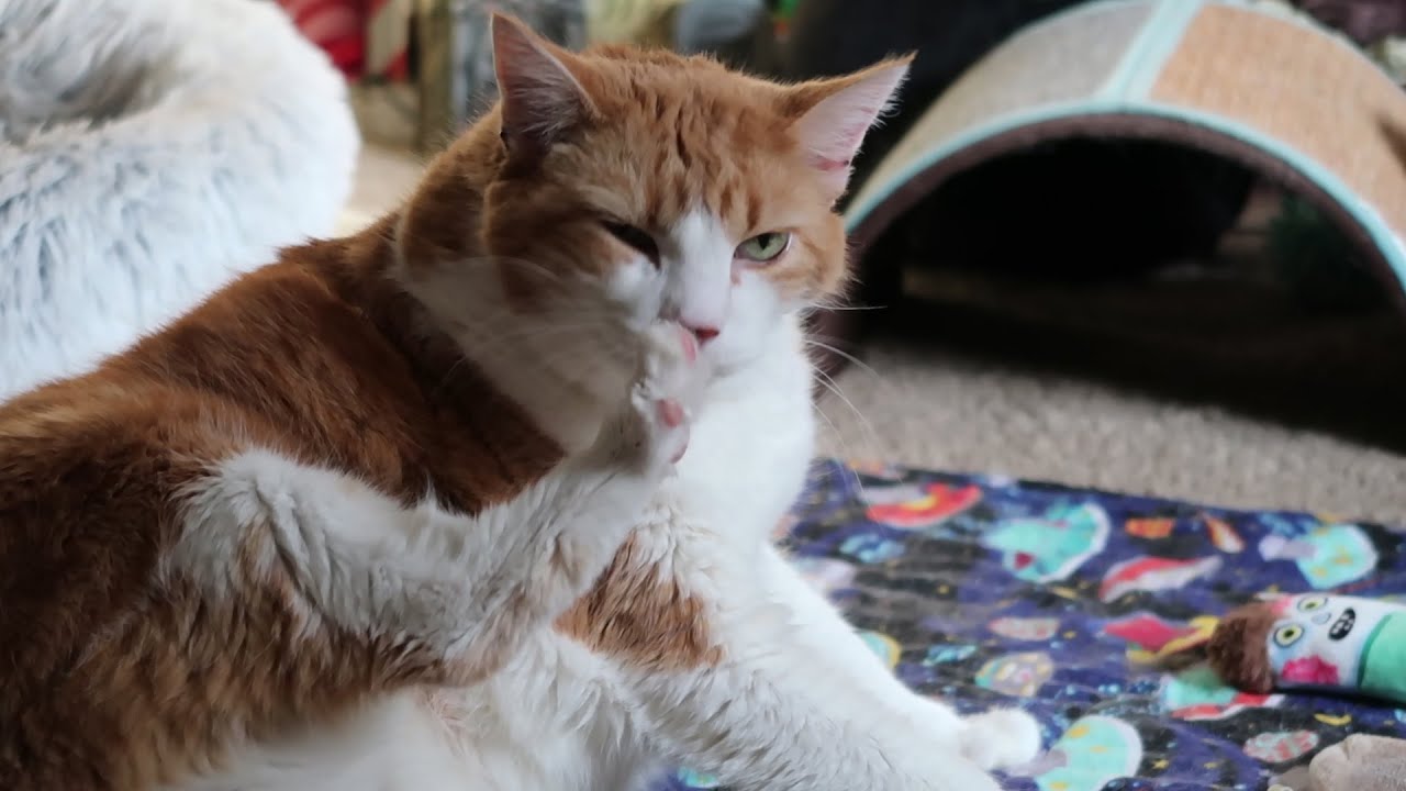 Cat Does A Clean YouTube
