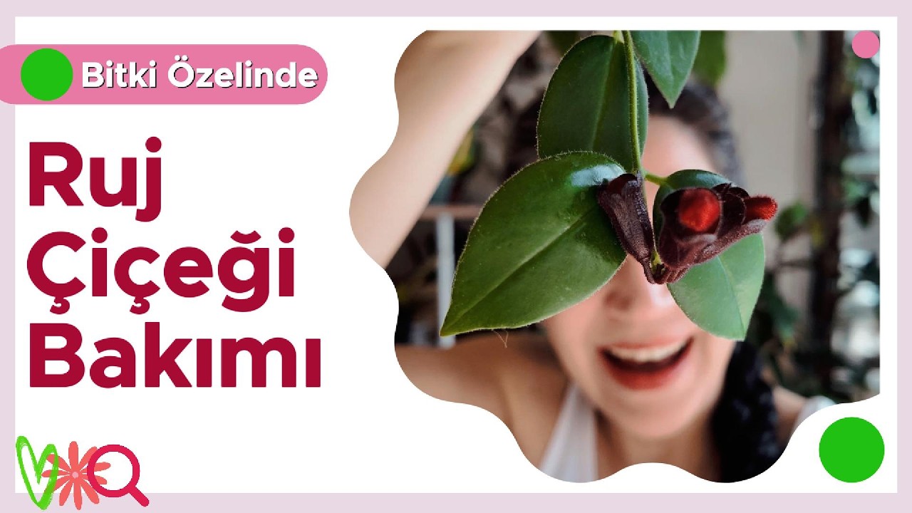 Ruj Çiçeği Bakımı / Yaptığım Hatalar İle :)