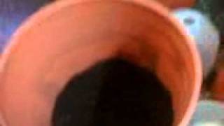 Tomatoe Update day 2 already :0) gonna make a topsy turvy