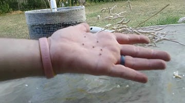 Prepping - How to Save Radish Seed