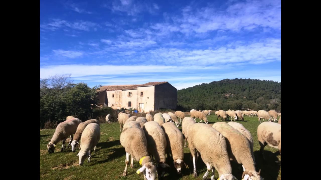 222050 Riudaneres Medio