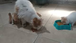 Kucing Makan..|| Induk Kucing Asyik Makan.||.Mother Cat Enjoys Eating... Little Cat Drinks Milk.. by kucing meaung 165 views 5 months ago 4 minutes, 9 seconds