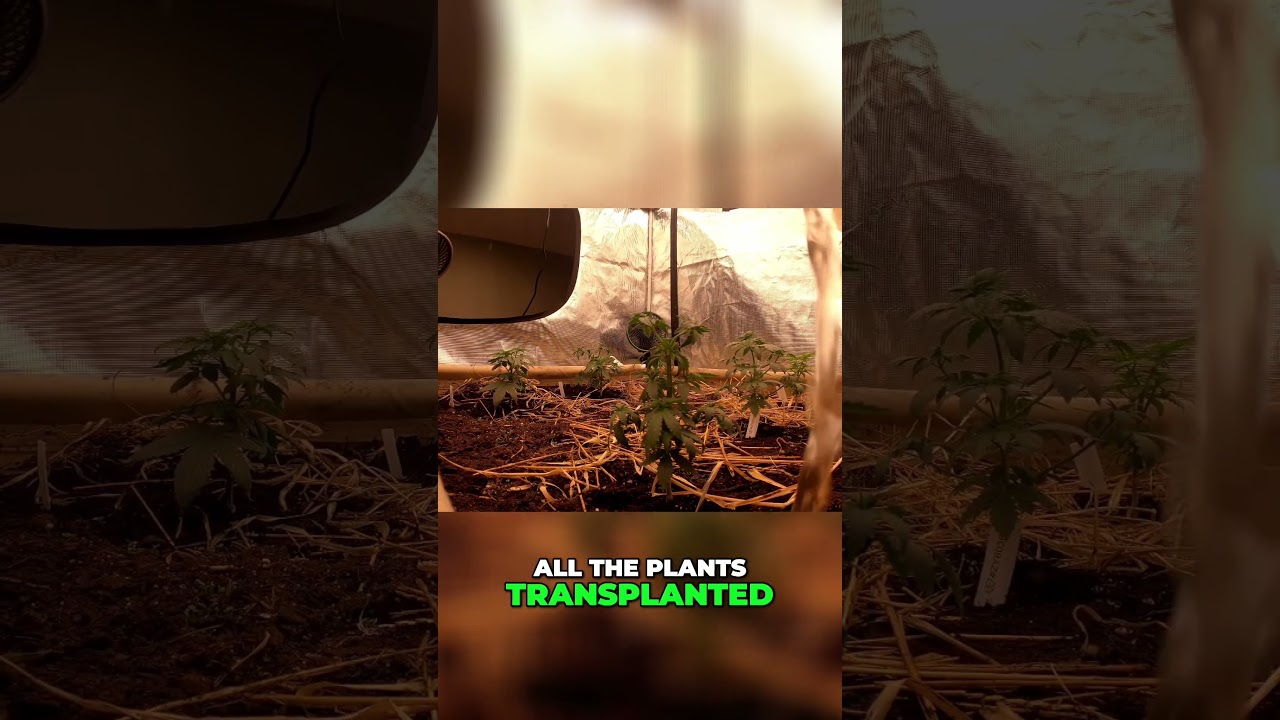 Transplanting & Benefits of Kelp for Plants ! 