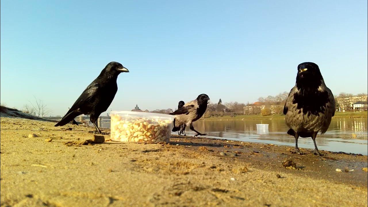 Krähen füttern am 1. März 2023 YouTube