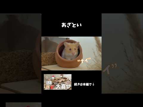 🔻盛れる角度を理解しているハムスター #ゴールデンハムスター #ペット #ハムスターのいる生活