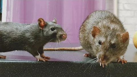 Можно ли крысам мясо? 🐀