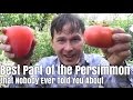 Best Part of the Persimmon Fruit that Nobody Ever Told You About