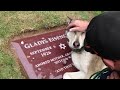 ÖLEN SAHİBİNE AĞLAYAN KÖPEK :(