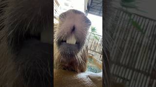 big capybara