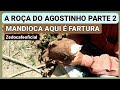 MANDIOCA AQUI É FARTURA A ROÇA DO AGOSTINHO PARTE 2 @EmbrapaMandiocaeFruticultura @ZETFLIX 683