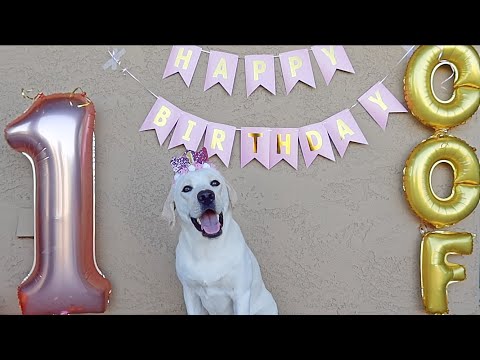 Video: Ārējais suns atdod pirmo dzimšanas dienu telpās ar mīlošu ģimeni