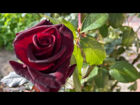 Саша Роуз өз тесігін ашты Саша Роуз өз тесігін ашты