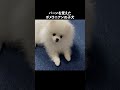 飼い主と毎日遊んでくれるポメラニアン