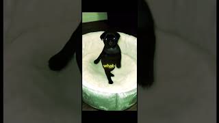 #dog #dance #nugget #cutedog #doggo #doggie #funny #wow #dogdance #ytshorts #youtube #youtubeshorts
