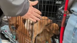 Hundreds of dogs, puppies being relocated ahead of massive U.S. winter storm