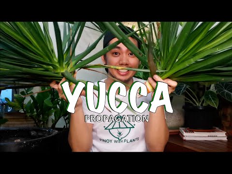 Video: Reproduksjon Av Yucca Hjemme: Hvordan Forplanter Den Med Frø Og Stiklinger Trinn For Trinn? Hvordan Plante Et Rom 