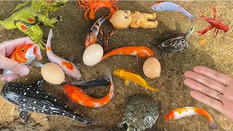 Vui học cùng bé-Giải cứu con rùa,con cua,con cá đẹp tuyệt vời,cá mập,khủng Long,trứng mắc cạn