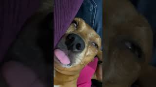 Dog Snores Funny